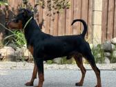 Zwergpinscher - nuotraukos Nr. 4