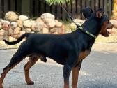 Zwergpinscher - nuotraukos Nr. 5