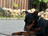 Zwergpinscher - nuotraukos Nr. 6