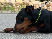 Zwergpinscher - nuotraukos Nr. 7
