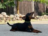 Zwergpinscher - nuotraukos Nr. 8