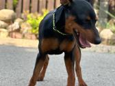 Zwergpinscher - nuotraukos Nr. 9