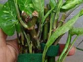 Syngonium Panda 2-3Eur vienas kirpinys - nuotraukos Nr. 14