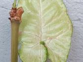 Syngonium Milk Conffetti tricolor 3Eur - nuotraukos Nr. 16