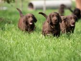 Lygiaplaukiai ir Labradoro retriveriai- Gojus - nuotraukos Nr. 12