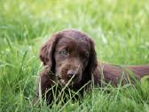 Lygiaplaukiai ir Labradoro retriveriai- Gojus - nuotraukos Nr. 10