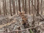 Ищем бенгалскую кошку на случку. - nuotraukos Nr. 7