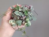 Ceropegia Woodii - nuotraukos Nr. 2