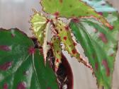 Begonia Pink Dottie - nuotraukos Nr. 2