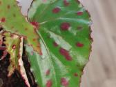 Begonia Pink Dottie - nuotraukos Nr. 3