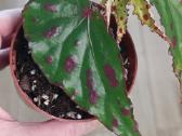 Begonia Pink Dottie - nuotraukos Nr. 4