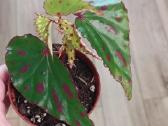 Begonia Pink Dottie - nuotraukos Nr. 5