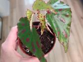 Begonia Pink Dottie - nuotraukos Nr. 6