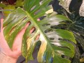 Monstera Borsigiana Aurea Tricolor - nuotraukos Nr. 7
