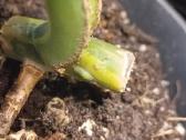 Monstera Borsigiana Aurea Tricolor - nuotraukos Nr. 9