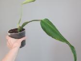 Monstera Burle Marx Flame karpiniai - nuotraukos Nr. 7