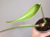 Monstera Burle Marx Flame karpiniai - nuotraukos Nr. 9