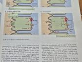 Fiziologijos atlasas - nuotraukos Nr. 7