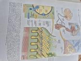 Fiziologijos atlasas - nuotraukos Nr. 8
