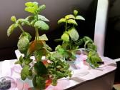 Click & Grow Smart Garden 9 - nuotraukos Nr. 2