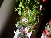 Click & Grow Smart Garden 9 - nuotraukos Nr. 3