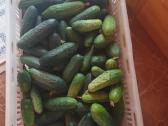 Agurkai 10kg. Už 25eur - nuotraukos Nr. 2