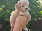 Maltipoo