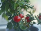 Helios 44-2 F2/58mm Valdai - nuotraukos Nr. 14
