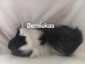 Jūrų kiaulytes du patinus ir 6 jaunikliai - nuotraukos Nr. 4