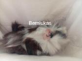 Jūrų kiaulytes du patinus ir 6 jaunikliai - nuotraukos Nr. 5