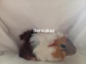 Jūrų kiaulytes du patinus ir 6 jaunikliai - nuotraukos Nr. 6