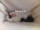 Jūrų kiaulytes du patinus ir 6 jaunikliai - nuotraukos Nr. 7