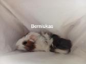 Jūrų kiaulytes du patinus ir 6 jaunikliai - nuotraukos Nr. 8