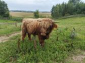 Parduodamas Highland veislės buliukas - nuotraukos Nr. 4
