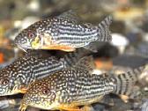 Įv. akvariuminės žuvelės Šiauliuose - nuotraukos Nr. 6