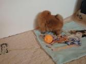 Pomeranijos nykštukinių špicai Boo - nuotraukos Nr. 5