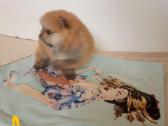 Pomeranijos nykštukinių špicai Boo - nuotraukos Nr. 6