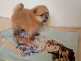 Pomeranijos nykštukinių špicai Boo - nuotraukos Nr. 3