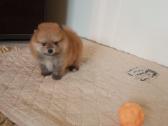 Pomeranijos nykštukinių špicai Boo - nuotraukos Nr. 10