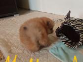 Pomeranijos nykštukinių špicai Boo - nuotraukos Nr. 7