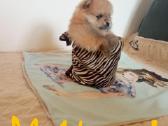 Pomeranijos nykštukinių špicai Boo - nuotraukos Nr. 4