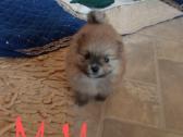 Pomeranijos nykštukinių špicai Boo - nuotraukos Nr. 13