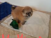Pomeranijos nykštukinių špicai Boo - nuotraukos Nr. 12