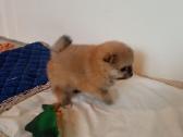 Pomeranijos nykštukinių špicai Boo - nuotraukos Nr. 16