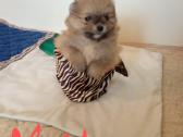 Pomeranijos nykštukinių špicai Boo - nuotraukos Nr. 11