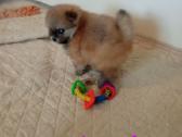 Pomeranijos nykštukinių špicai Boo - nuotraukos Nr. 20