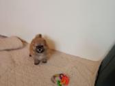 Pomeranijos nykštukinių špicai Boo - nuotraukos Nr. 21