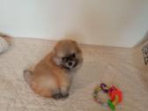 Pomeranijos nykštukinių špicai Boo - nuotraukos Nr. 22