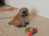 Pomeranijos nykštukinių špicai Boo - nuotraukos Nr. 24