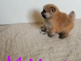 Pomeranijos nykštukinių špicai Boo - nuotraukos Nr. 23